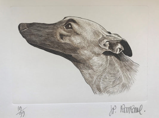 Tête de lévrier - Galerie de Juliette