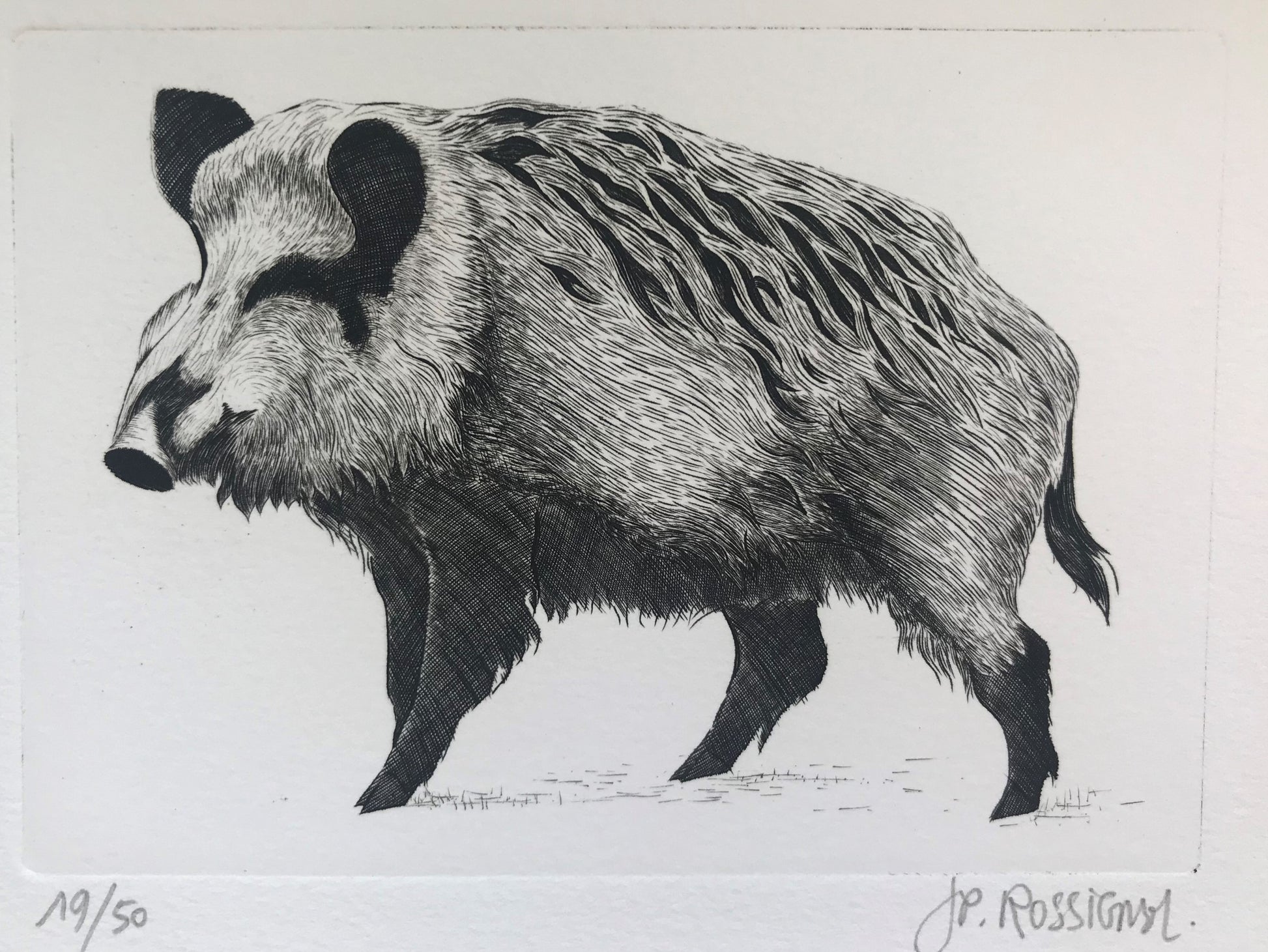 Sanglier - Galerie de Juliette