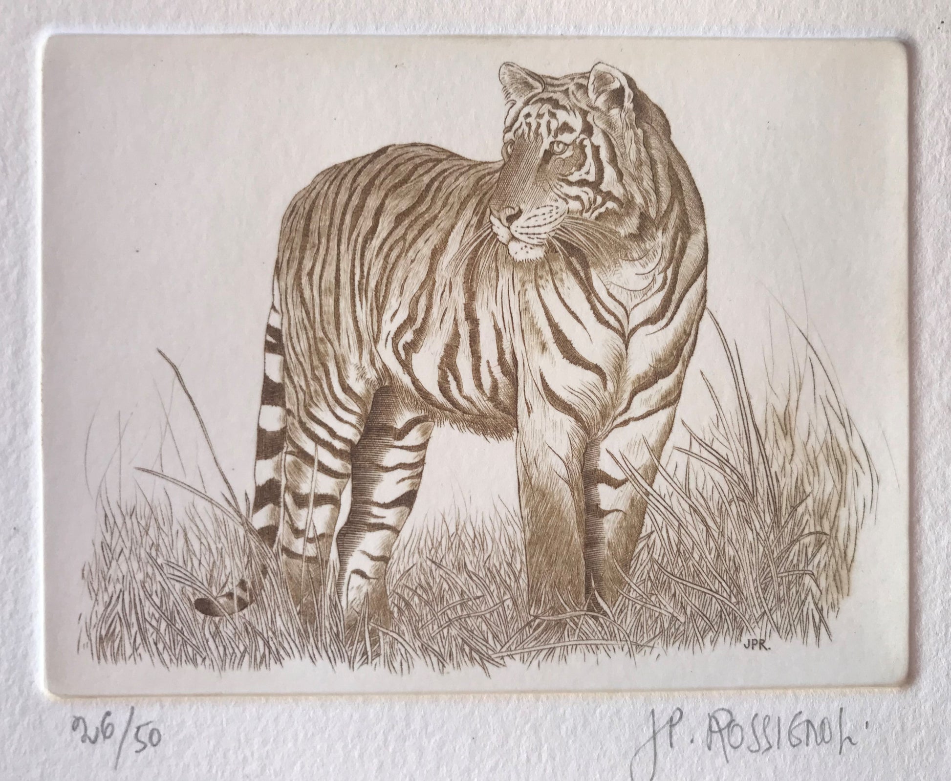 Tigre - Galerie de Juliette