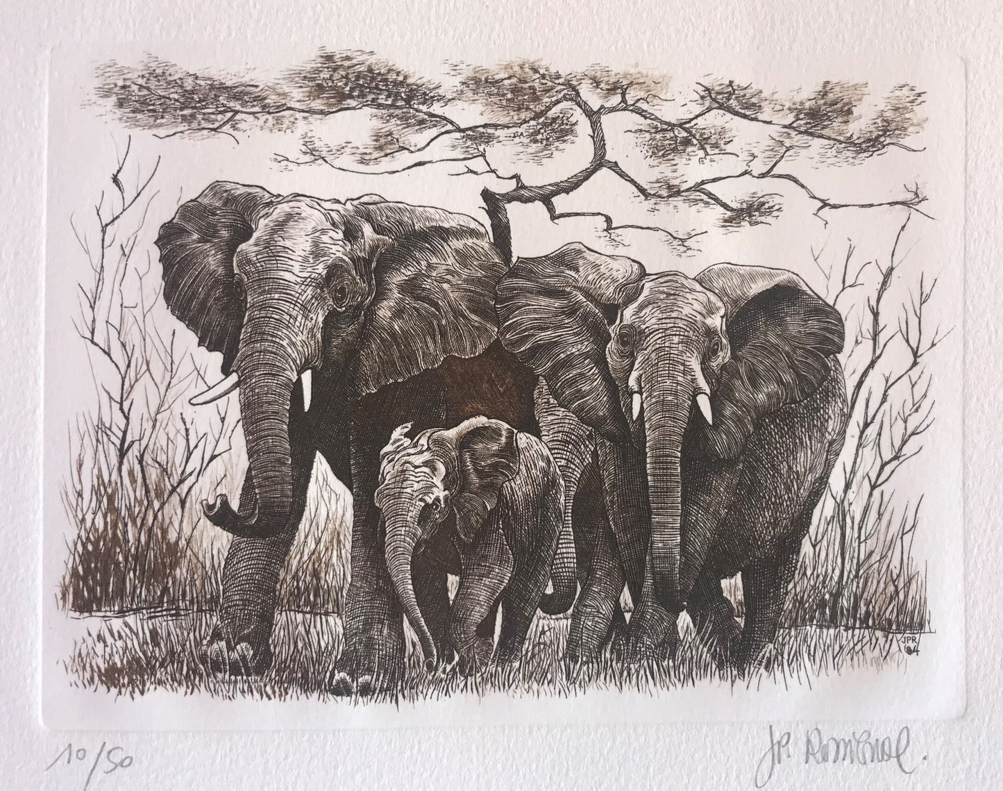 Eléphants - Galerie de Juliette