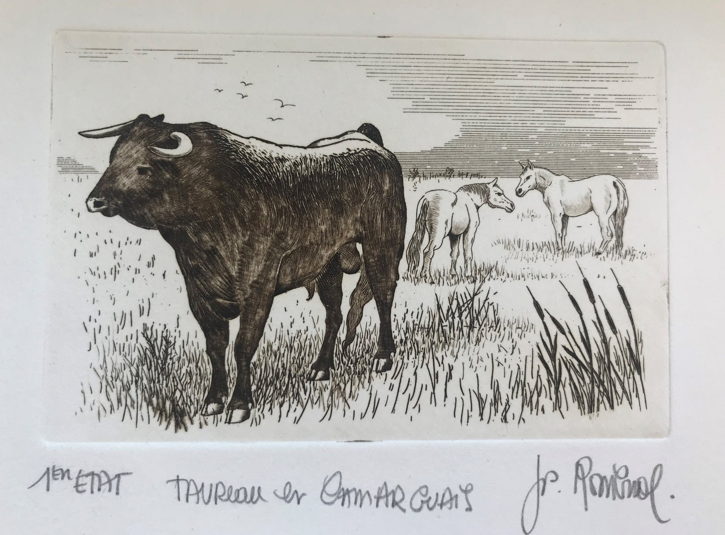 Taureau et chevaux camarguais - Galerie de Juliette