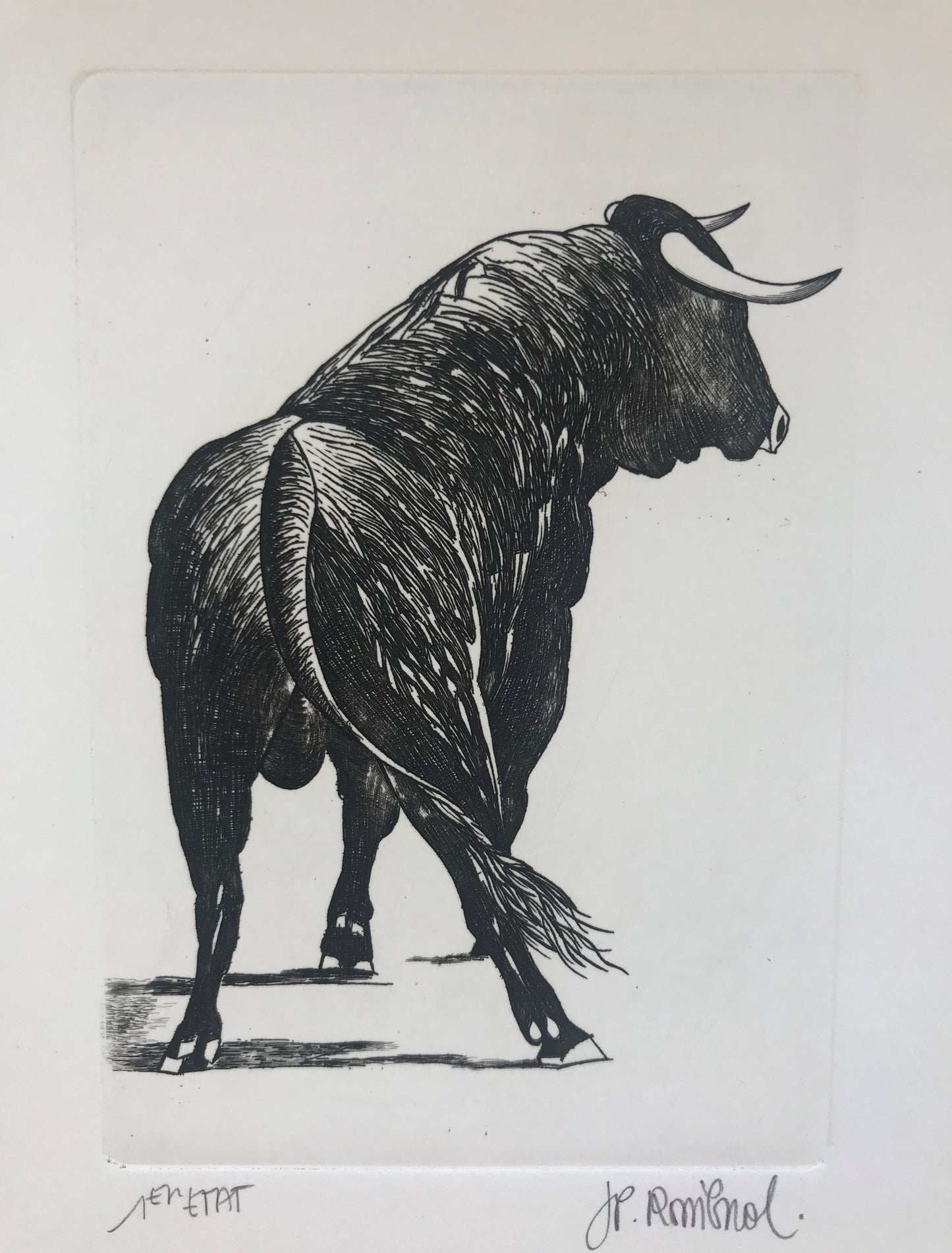 Toro - Galerie de Juliette