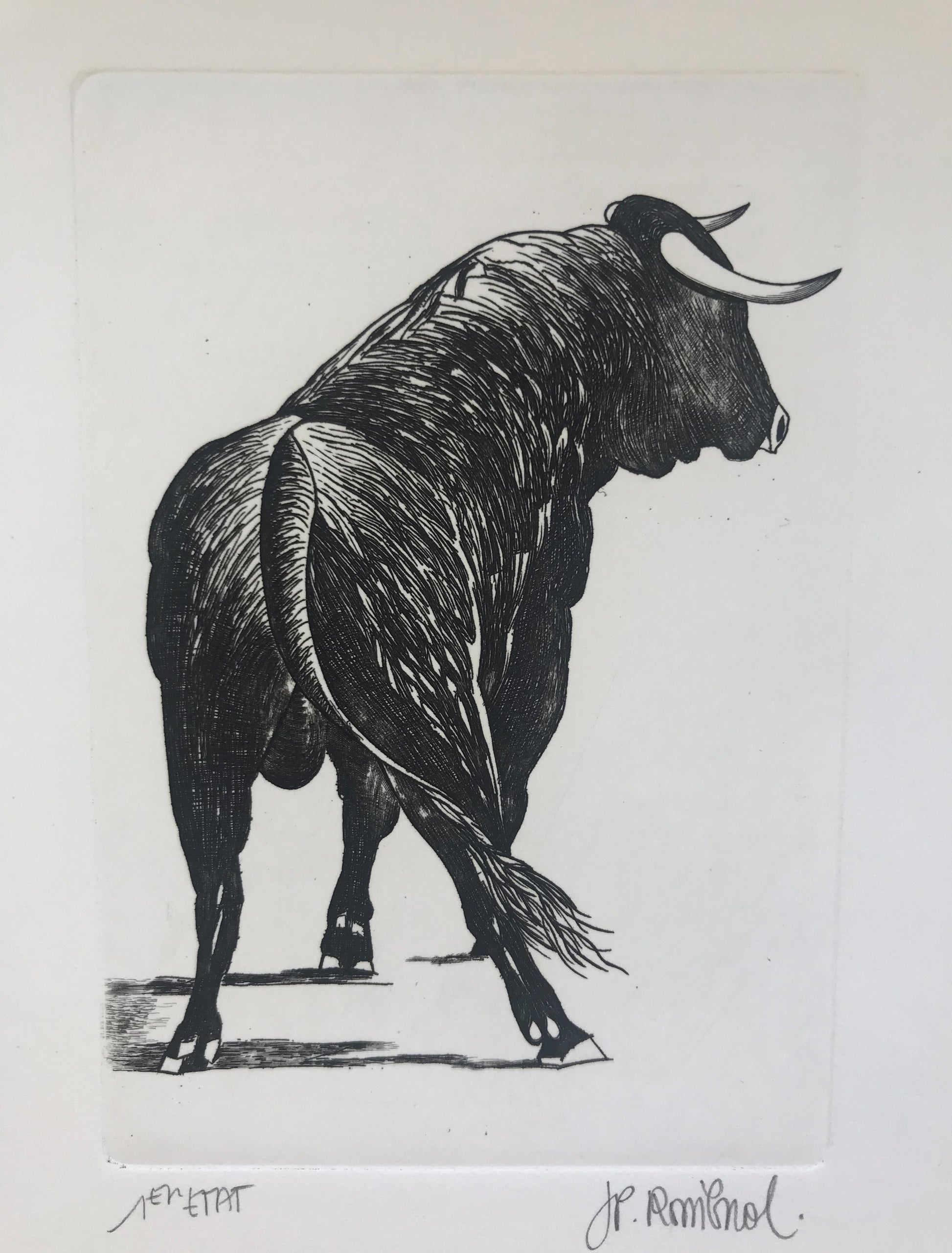 Toro - Galerie de Juliette