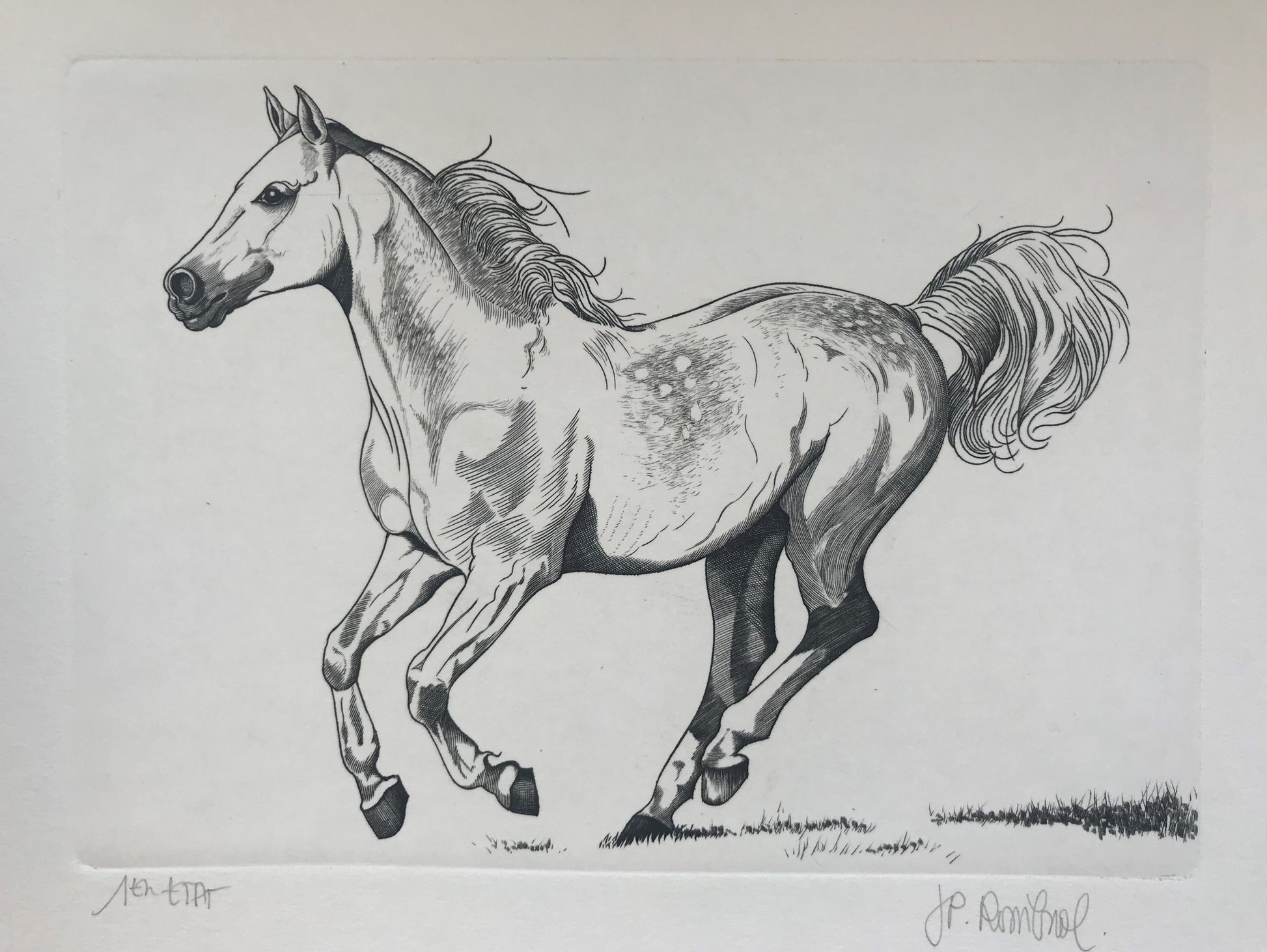 Pur sang arabe - Galerie de Juliette