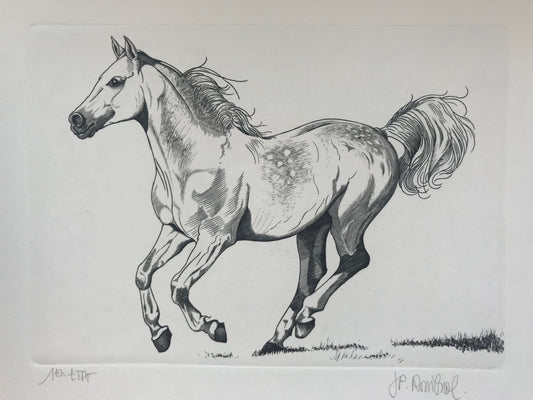 Pur sang arabe - Galerie de Juliette