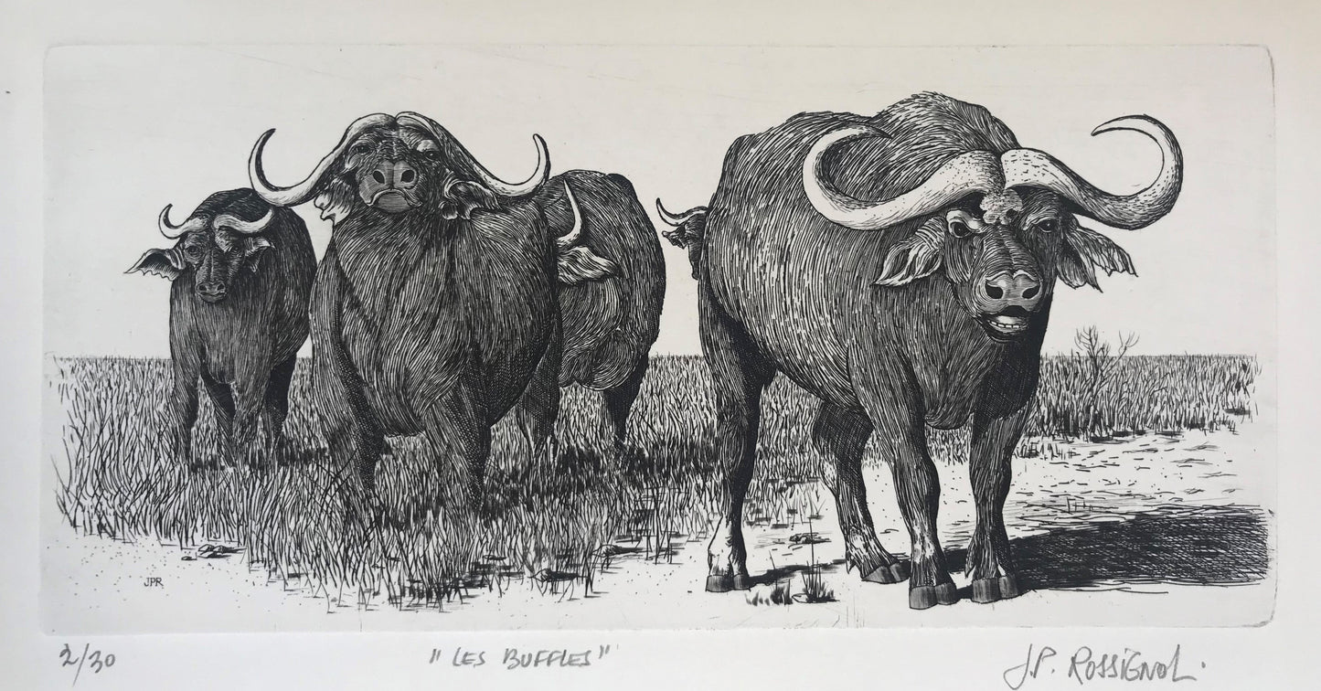 Buffles - Galerie de Juliette