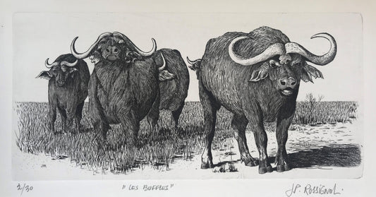 Buffles - Galerie de Juliette