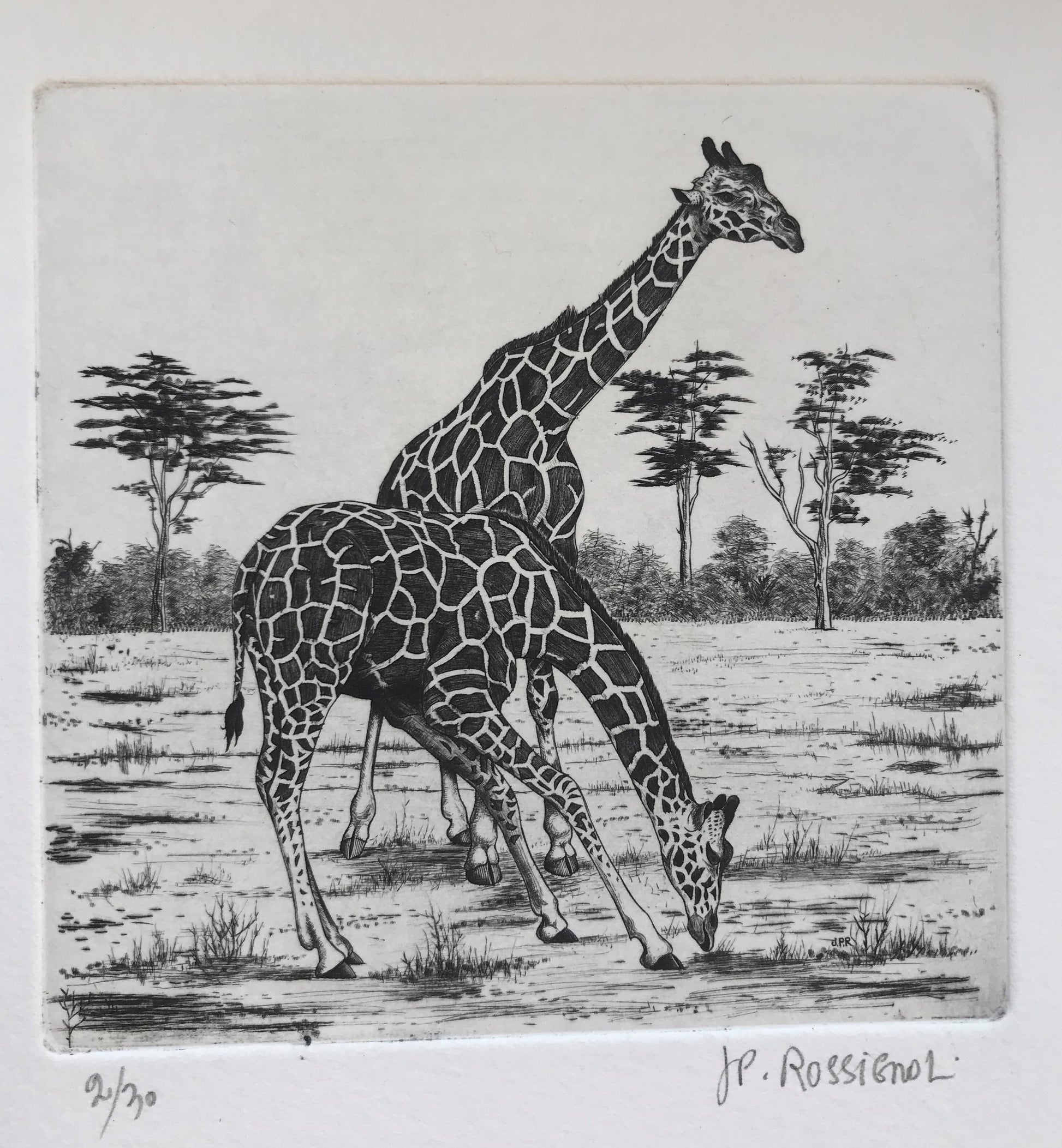 Girafes - Galerie de Juliette