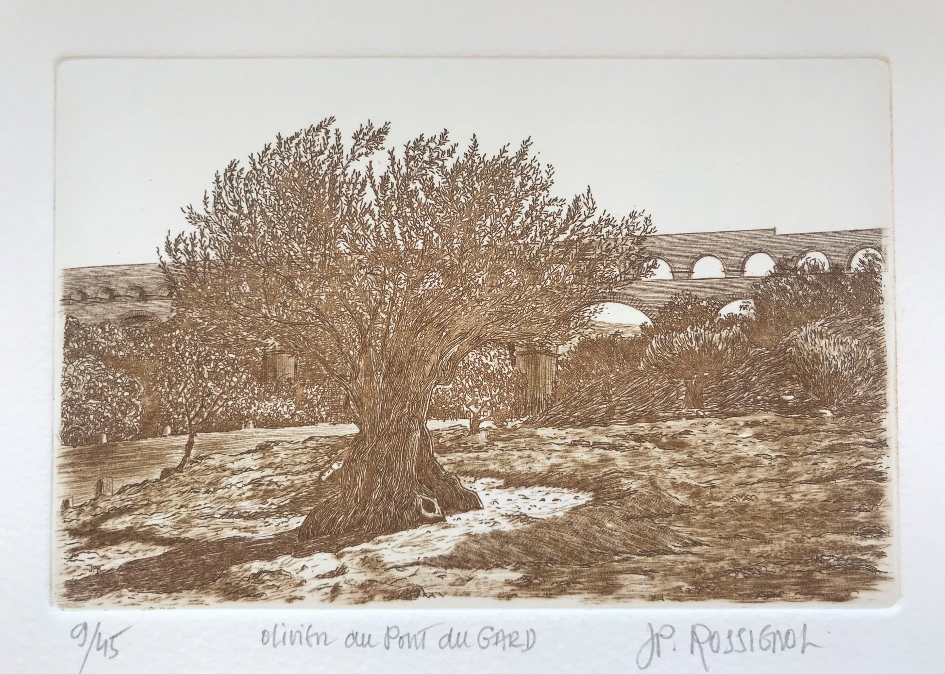 Olivier au Pont du Gard - Galerie de Juliette