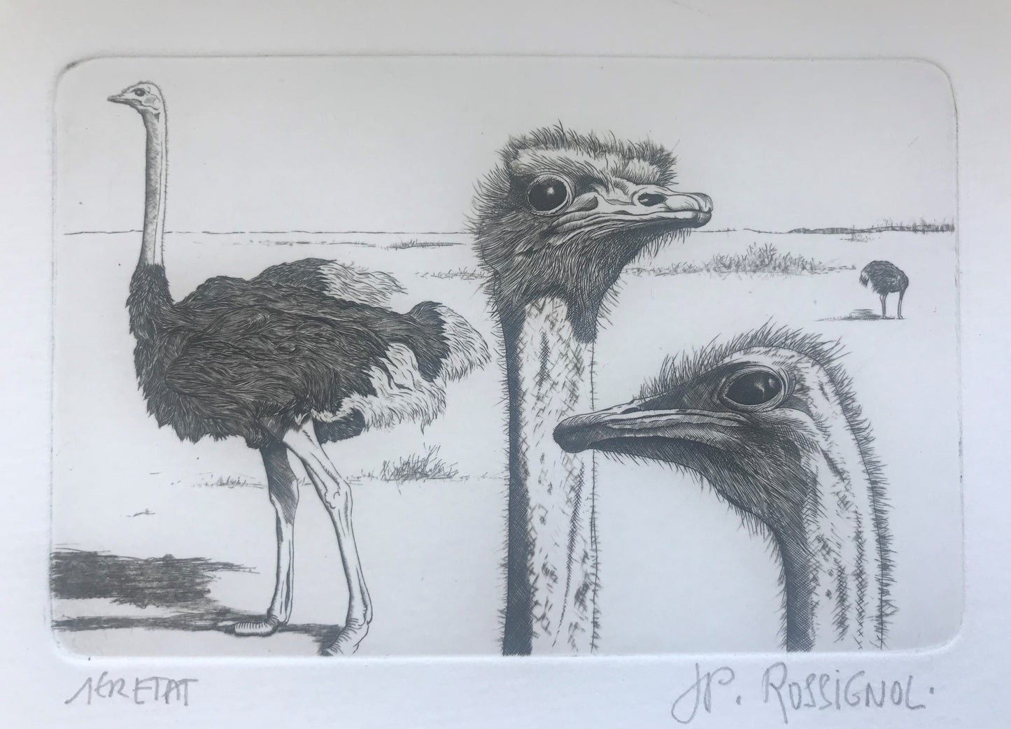 Autruches - Galerie de Juliette