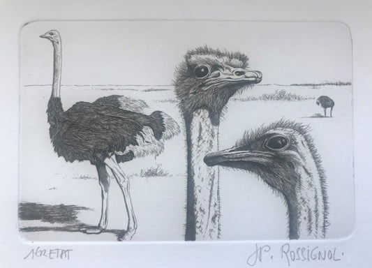 Autruches - Galerie de Juliette