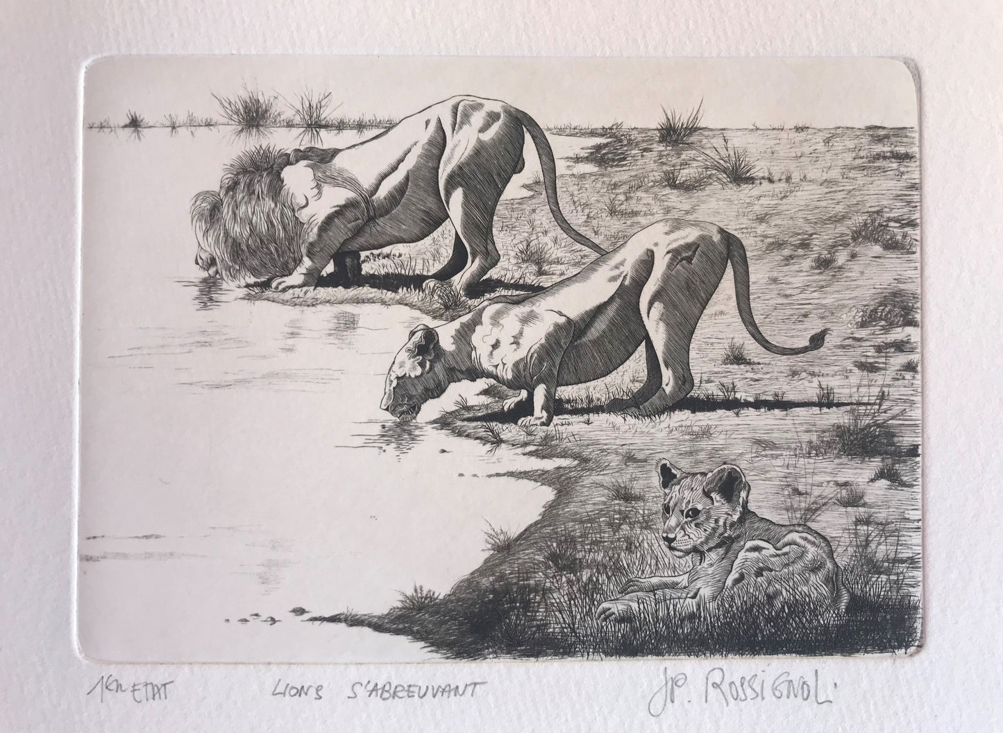 Lions s'abreuvant - Galerie de Juliette