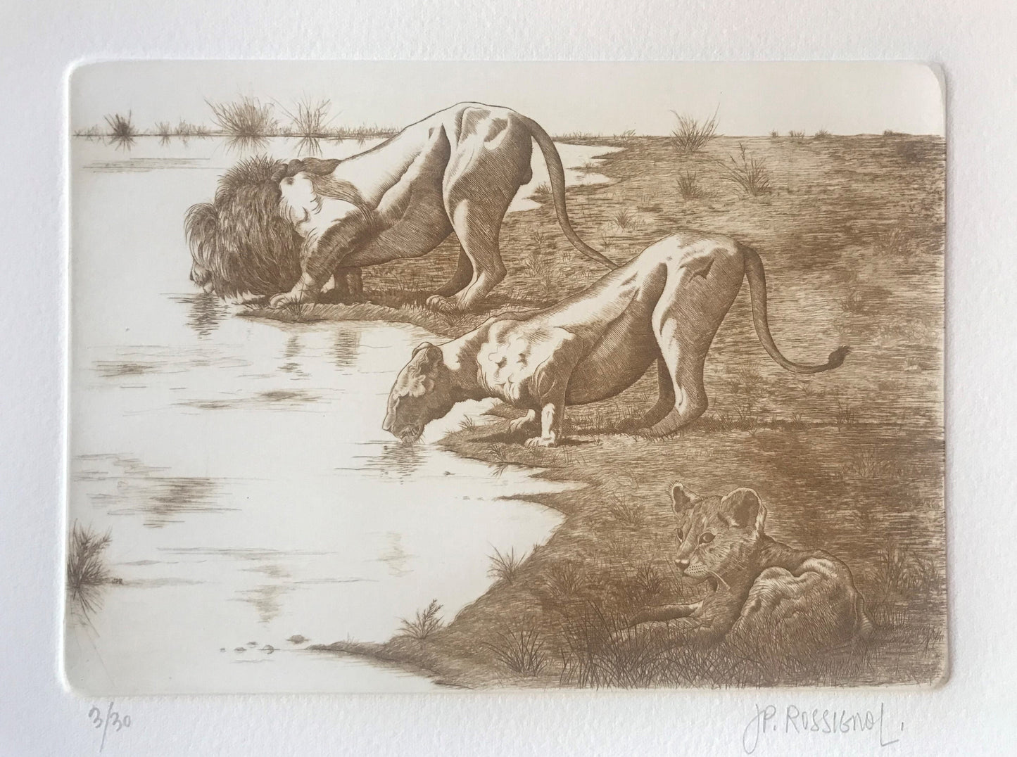 Lions s'abreuvant - Galerie de Juliette