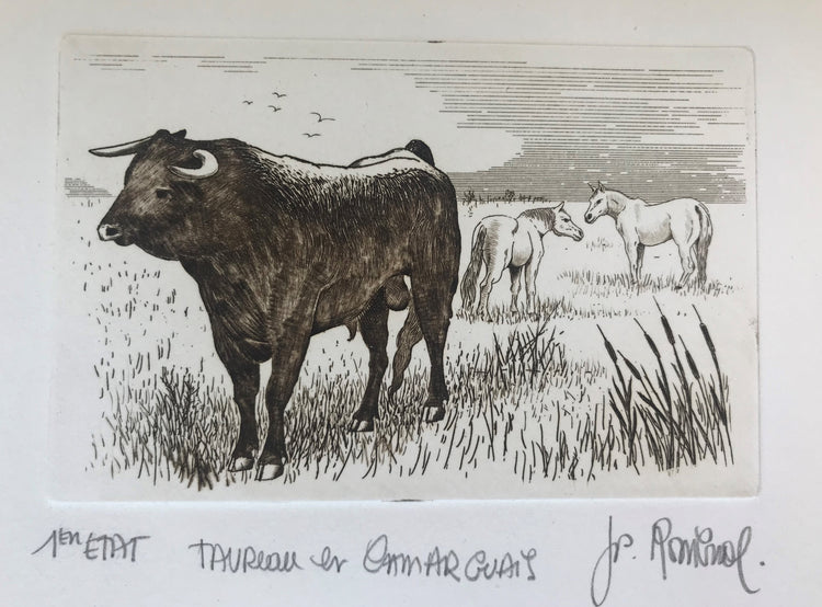 Taureau et chevaux camarguais - Galerie de Juliette