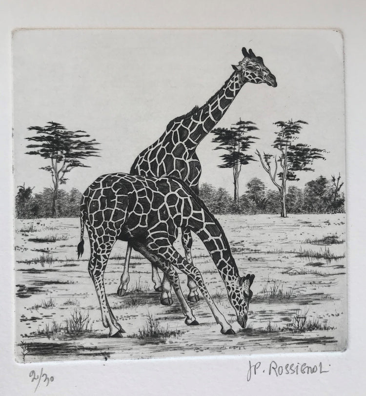 Girafes - Galerie de Juliette