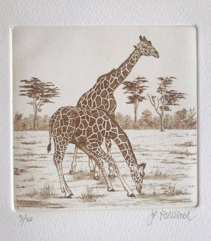 Girafes - Galerie de Juliette