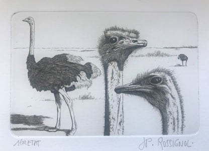 Autruches - Galerie de Juliette