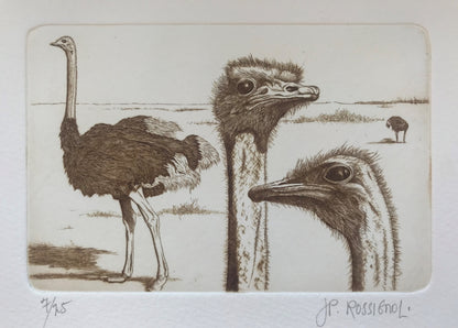 Autruches - Galerie de Juliette